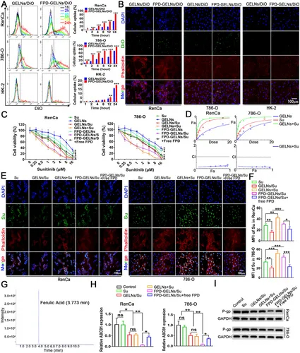 细胞摄取 细胞摄取