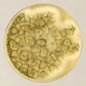 黑曲霉 产生菌丝