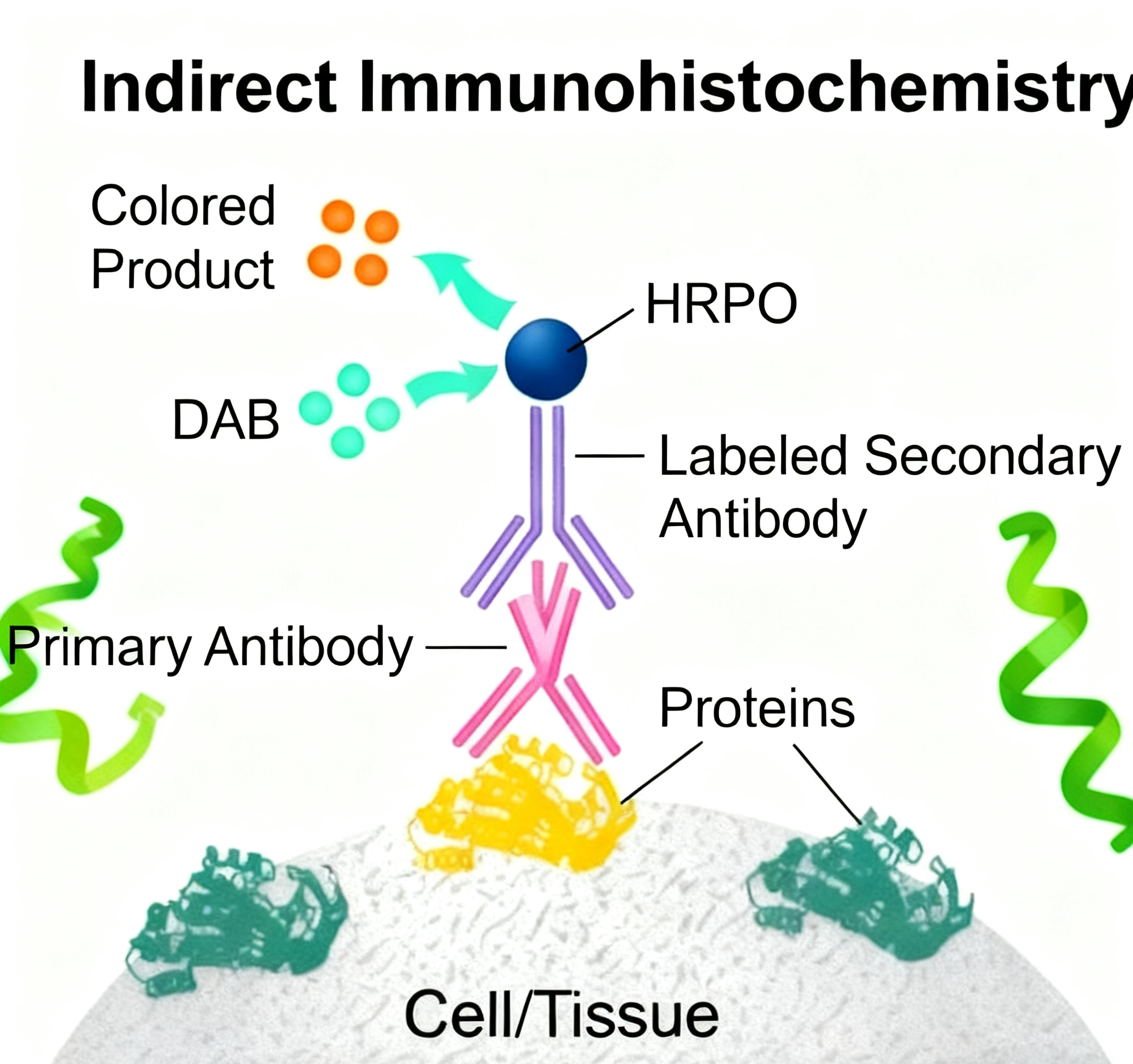 免疫组化在病理诊断中的临床应用价值与意义