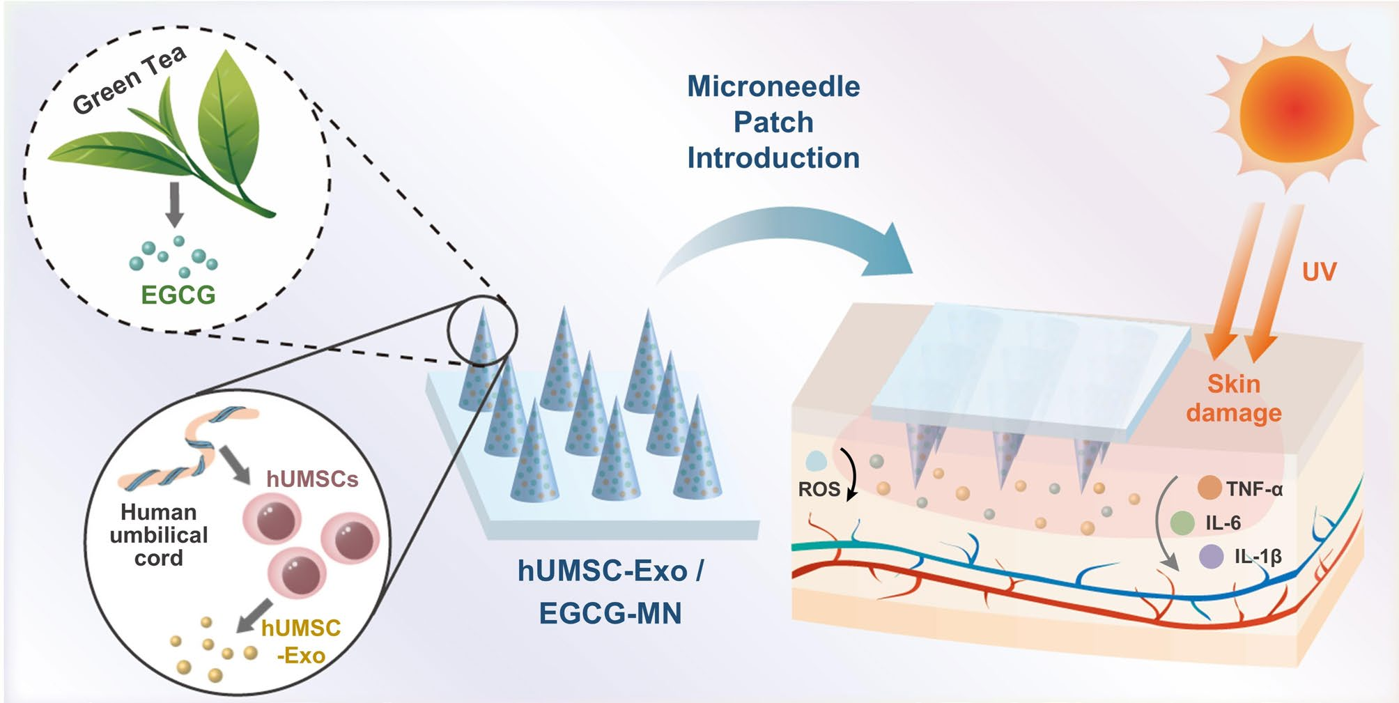 IF=12.6 | Umibio外泌体红色荧光标记染料助力客户紫外线诱导的皮肤损伤研究!