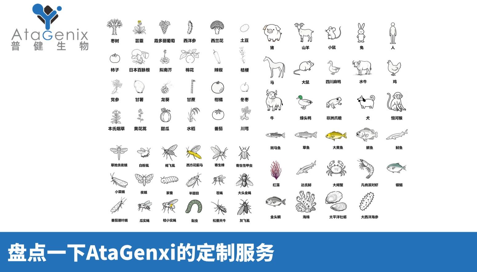 盘点一下AtaGenxi的定制服务都接过哪些千奇百怪的物种？