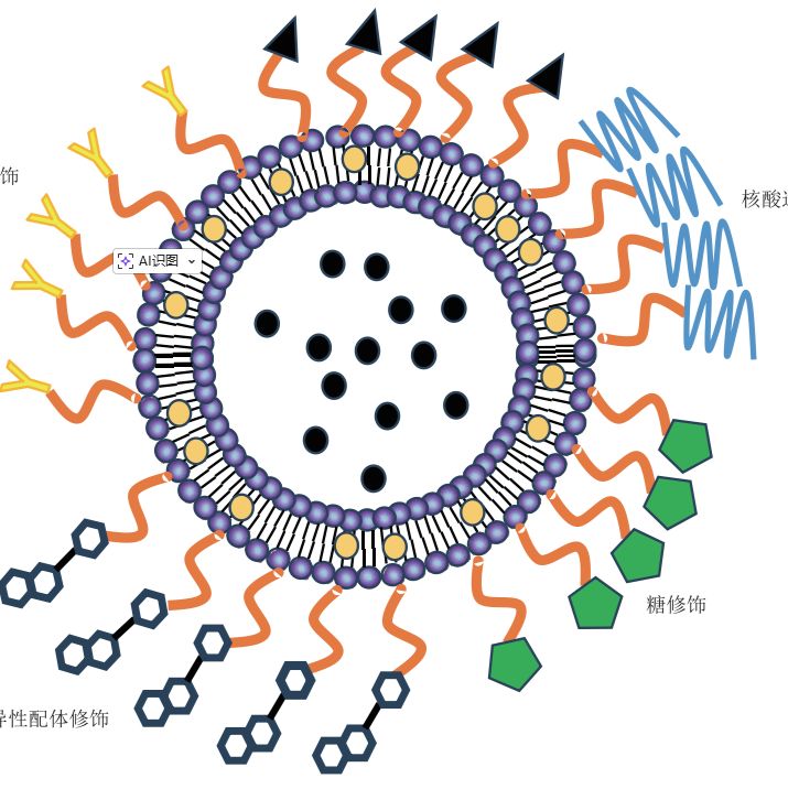 Cy5标记的生物素(Biotin)/TAT肽修饰脂质体增强阿霉素细胞摄取与抗肿瘤作用