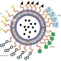 Cy5标记的生物素（Biotin）/TAT肽修饰脂质体增强阿霉素细胞摄取与抗肿瘤作用