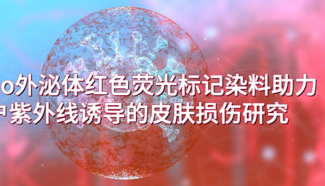 IF=12.6 | Umibio外泌体红色荧光标记染料助力客户紫外线诱导的皮肤损伤研究！