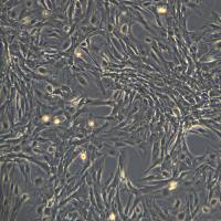 浙江美森-永生化猪主动脉内皮细胞