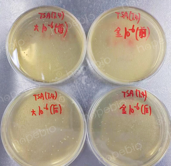 PBS缓冲液（PH7.4）的使用及效果