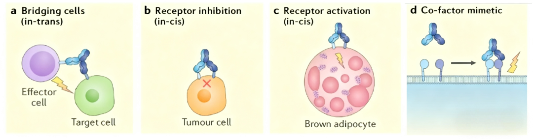 双特异性抗体如何重塑靶向治疗新范式？
