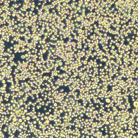 浙江美森-小鼠骨髓（未成熟）树突状细胞 JAWSII