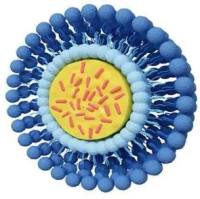 生物素(Biotin)修饰脂质体递药系统增强HDAC抑制剂在皮肤T细胞淋巴瘤治疗中的疗效