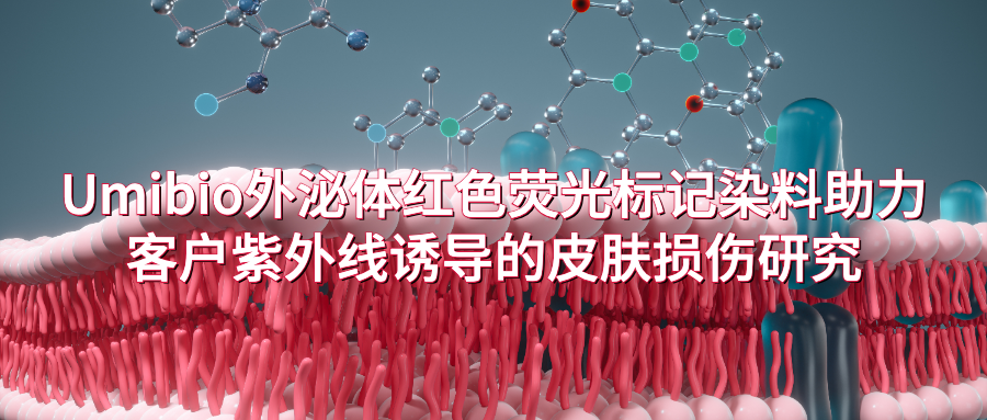 IF=12.6 | Umibio外泌体红色荧光标记染料助力客户紫外线诱导的皮肤损伤研究!