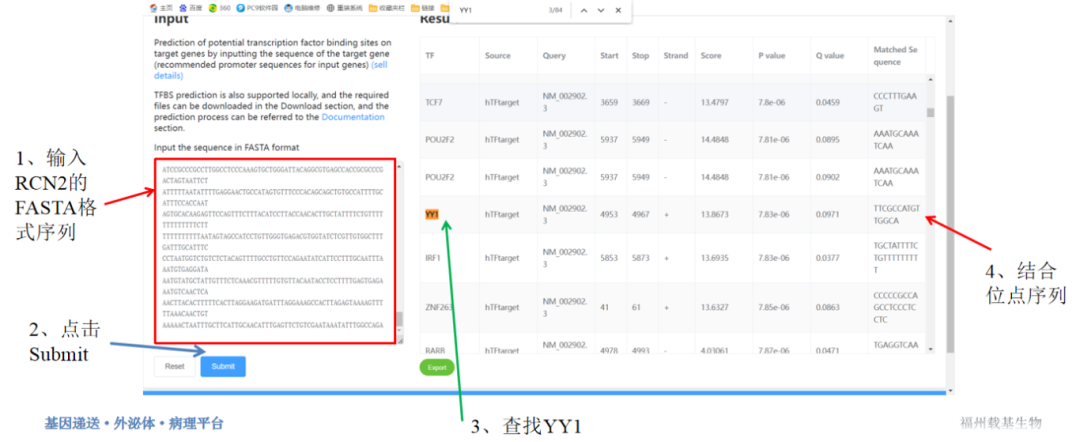 RCN2启动子和YY1转录因子—双荧光素酶验证