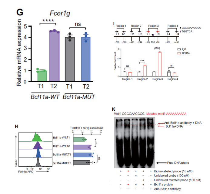 【IF 15.7】Bcl11a如何调控造血干细胞衰老？