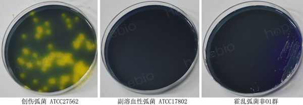 纤维二糖-多粘菌素E(CC)琼脂原理及使用方法