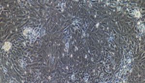 大鼠原代食管上皮细胞