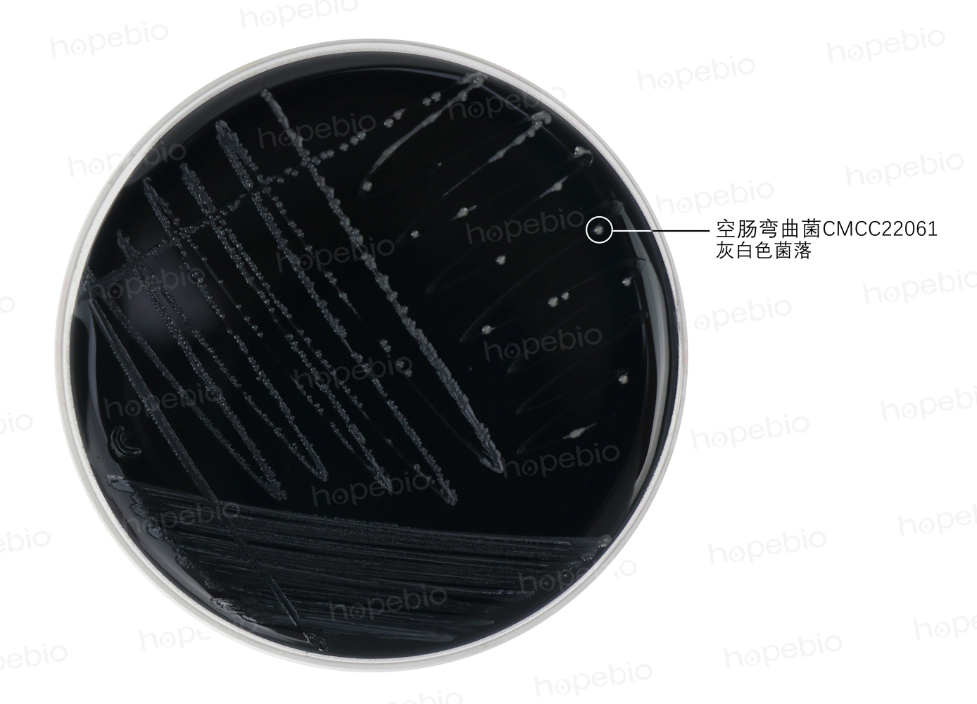 卡玛丽血琼脂平板(9cm)（GB4789.9-2025）