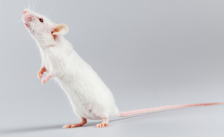 新品上市｜PBMC  NOG-dKO 小鼠体内建模验证服务