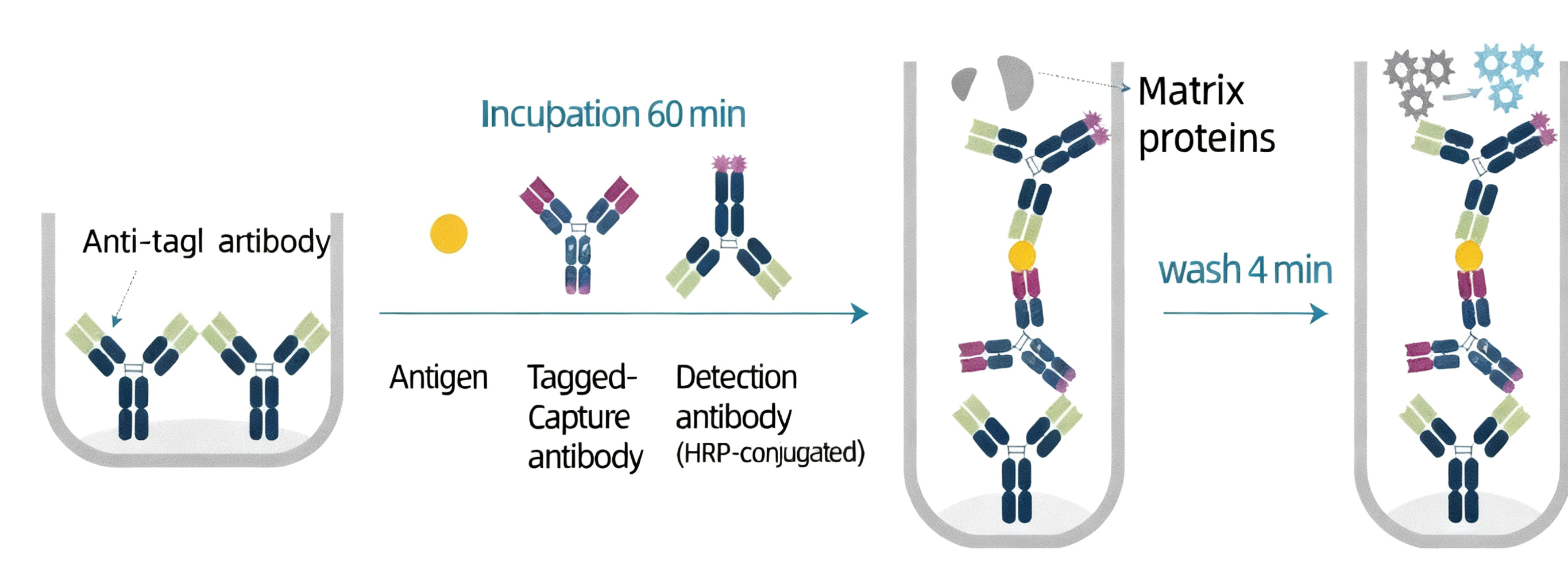 OneStep ELISA试剂盒能否实现高效精准的蛋白检测？