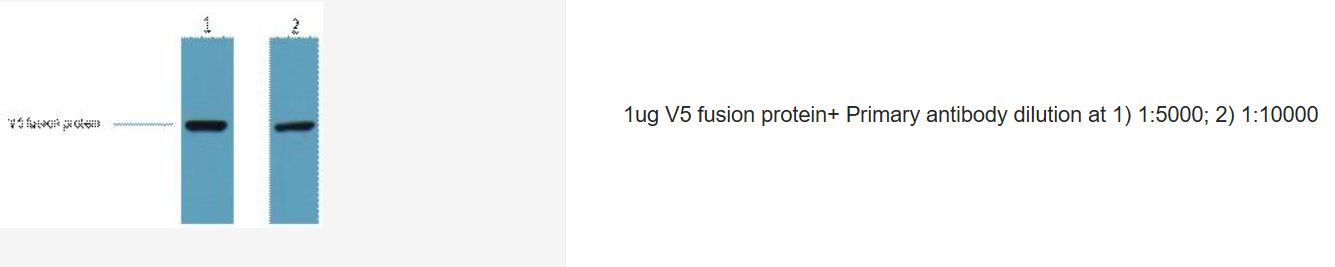 博奥龙Biodragon货号B1005现货V5-Tag(3C