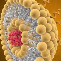 生物素介导细胞摄取与TPP驱动线粒体靶向修饰的脂质体高效递送抗氧化剂 辅酶Q10