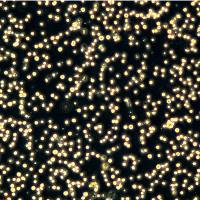 浙江美森-人成巨核细胞白血病细胞 MEG-01