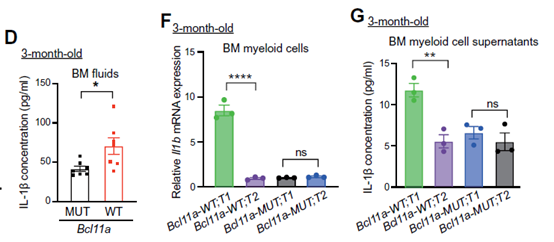 【IF 15.7】Bcl11a如何调控造血干细胞衰老？