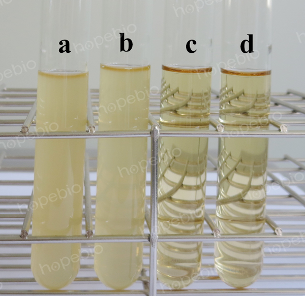 改良月桂基硫酸盐万古霉素肉汤的试验方法与现象