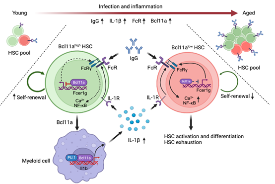 【IF 15.7】Bcl11a如何调控造血干细胞衰老？