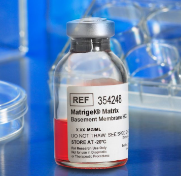 为什么类器官养不大???