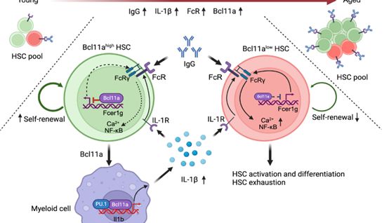 【IF 15.7】Bcl11a如何调控造血干细胞衰老？