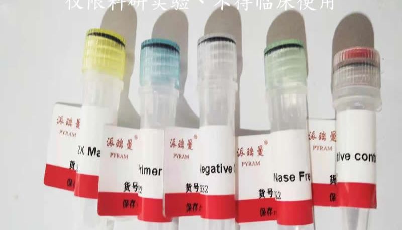 探针法PCR的原理步骤