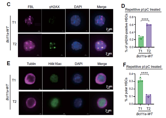 【IF 15.7】Bcl11a如何调控造血干细胞衰老？