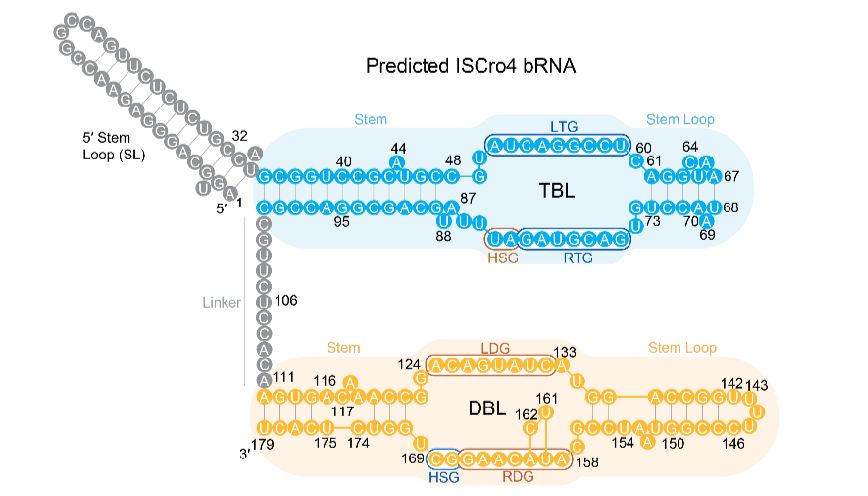 基因编辑新纪元：桥接重组酶实现人类基因组“乾坤大挪移”