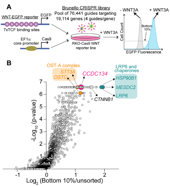 CRISPR筛选和糖蛋白质组学联合研究发现新型WNT通路的N-糖基化调控机制