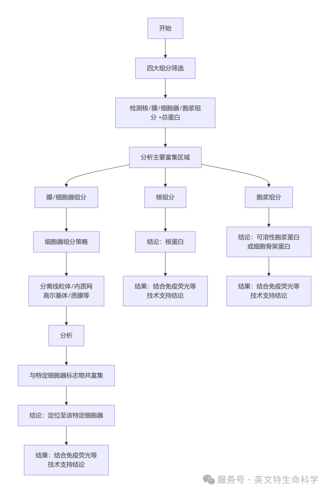 手把手教你如何用WB验证蛋白定位！