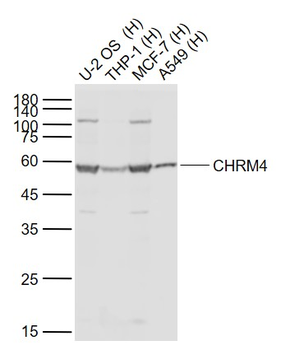 CHRM4 Rabbit Polyclonal Antibo