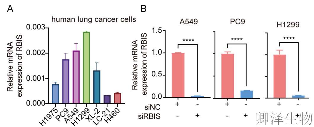 【客户案例重温】RBIS如何通过调控核糖体合成驱动肺癌进展与化疗耐药