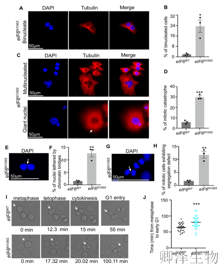 【核糖体调控蛋白】 | 癌细胞刹车失灵！eIF6如何引发癌症“连环车祸”？