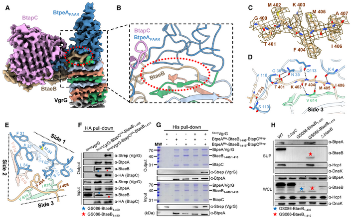普健生物定制抗体助力揭示肠道共生菌T6SS协同分泌机制：BtapC驱动竞争