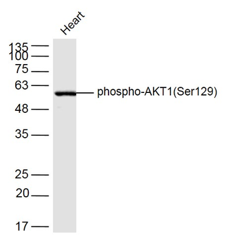 Phospho-AKT1 (Ser129) Rabbit P