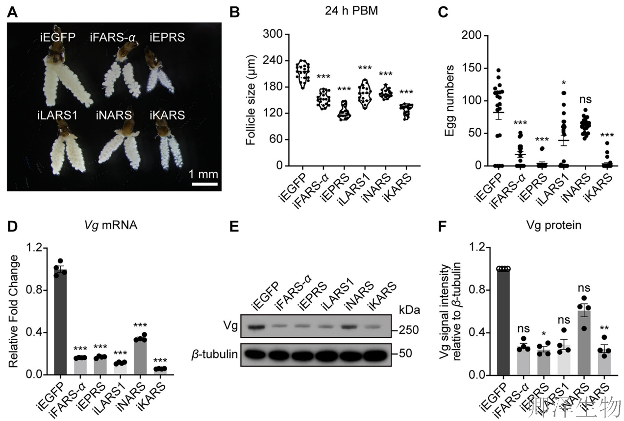 【蚊子繁殖的“翻译官”】 | ：赖氨酰-tRNA合成酶如何调控生育力？