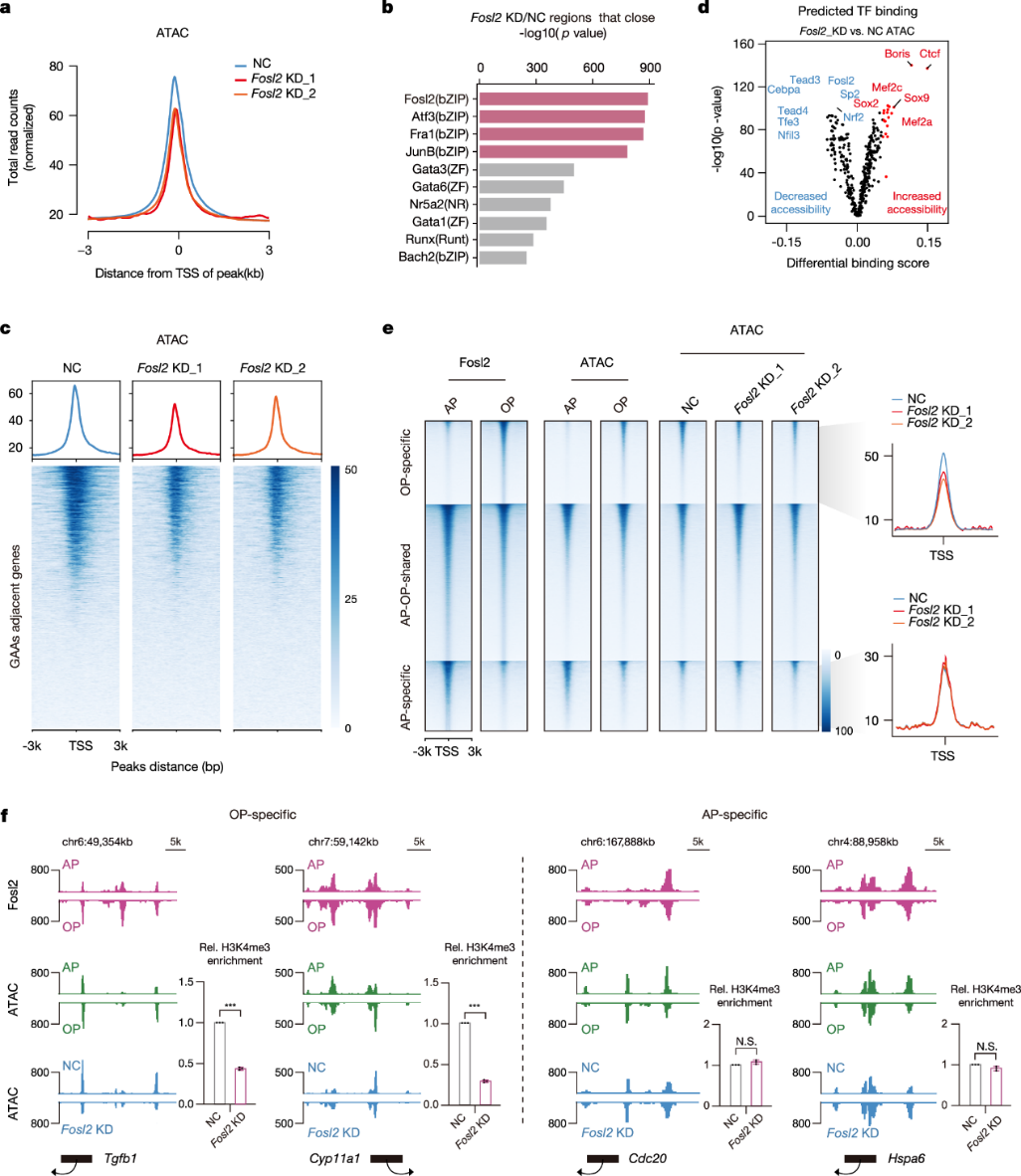 产品应用文章 | Fosl2通过促进染色质可及性调控卵泡成熟过程中的发育事件