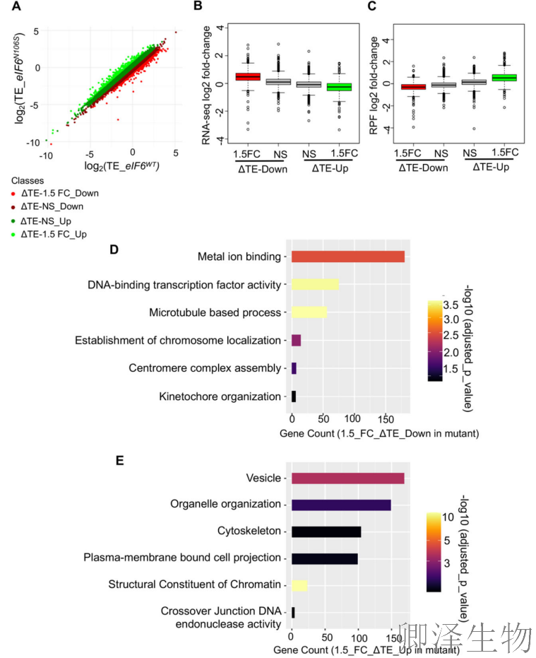 【核糖体调控蛋白】 | 癌细胞刹车失灵！eIF6如何引发癌症“连环车祸”？