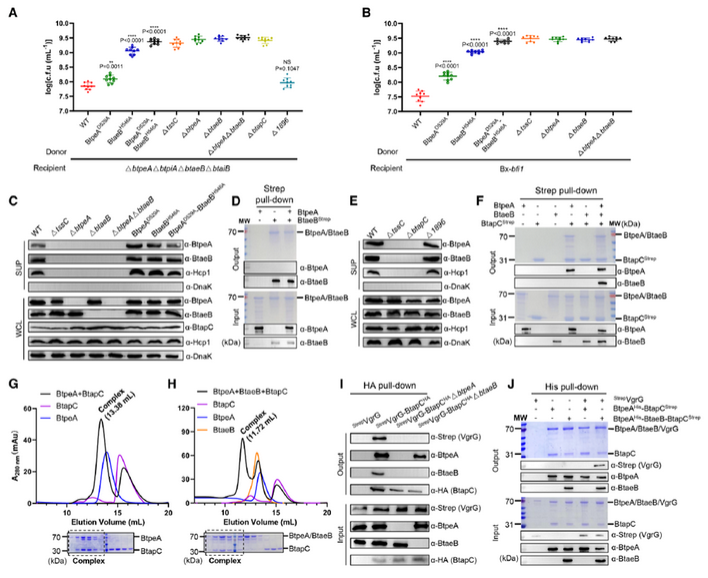 普健生物定制抗体助力揭示肠道共生菌T6SS协同分泌机制：BtapC驱动竞争