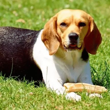 动物实验丨实验犬骨髓炎模型