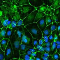 iCell 脑微血管内皮细胞