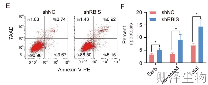 【客户案例重温】RBIS如何通过调控核糖体合成驱动肺癌进展与化疗耐药