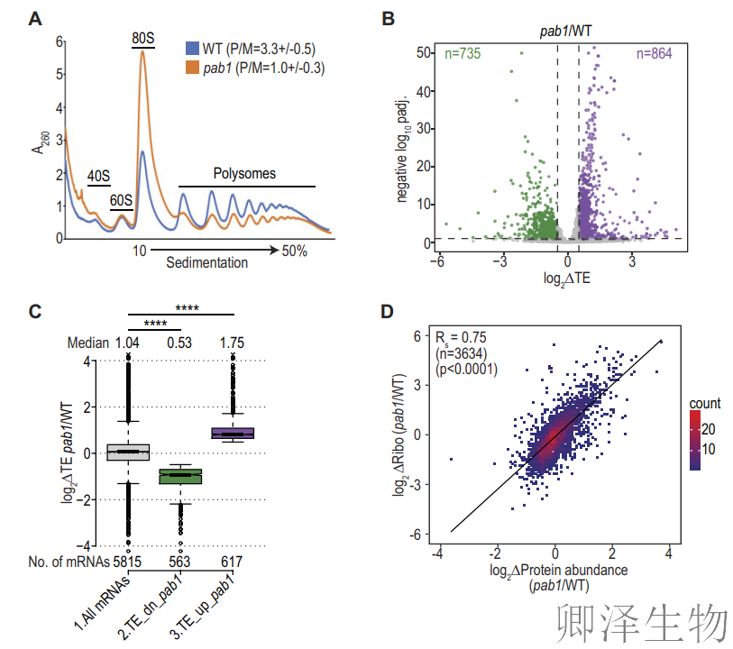 【酵母的“守护”蛋白】 | ：Pab1如何通过阻止mRNA降解来调控翻译？