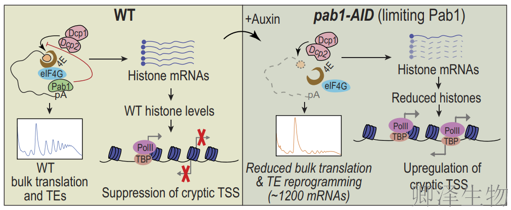 【酵母的“守护”蛋白】 | :Pab1如何通过阻止mRNA降解来调控翻译?