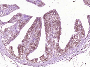 RAD21L1 Rabbit Polyclonal Anti