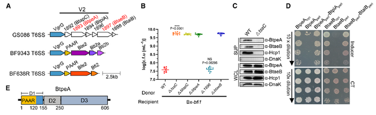 普健生物定制抗体助力揭示肠道共生菌T6SS协同分泌机制：BtapC驱动竞争